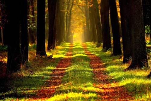 Forest-min